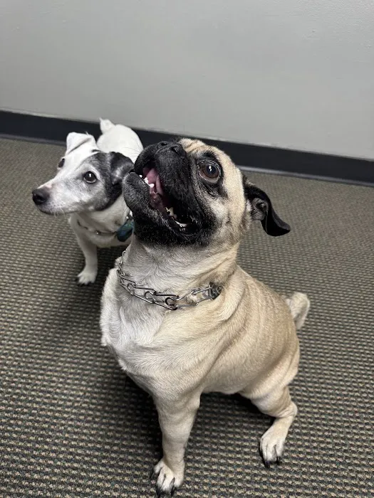 Denver Central Chiropractic - Dog Chiropractor in Denver Picture 5