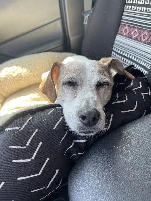 Denver Central Chiropractic - Dog Chiropractor in Denver Picture 9