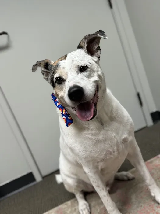 Denver Central Chiropractic - Dog Chiropractor in Denver Picture 6