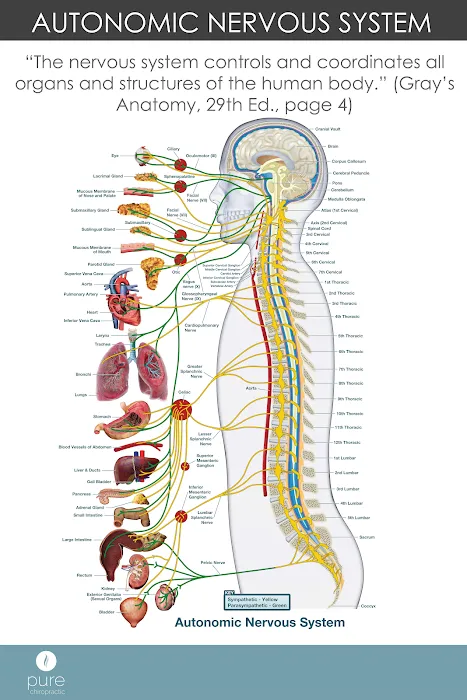 Littleton Chiropractor | Pure Chiropractic Picture 9