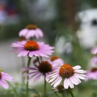 Natural Family Health Care ico