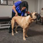 Dr Michele Broadhurst DC