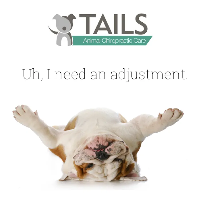 Tails Animal Chiropractic Care Picture 5