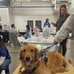 All Spines Chiropractic