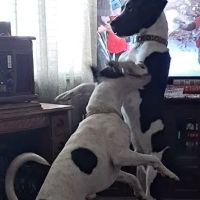 Top of the Line Chiropractic ico