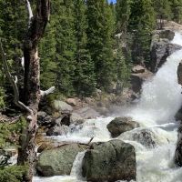 WildHealth Chiropractic ico