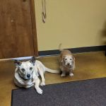 Rocky Mountain Chiropractic and Sports Rehabilitation PLLC