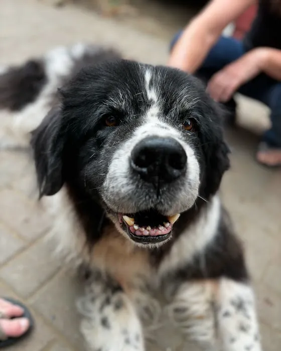 Chiropractic Dogtor Picture 2