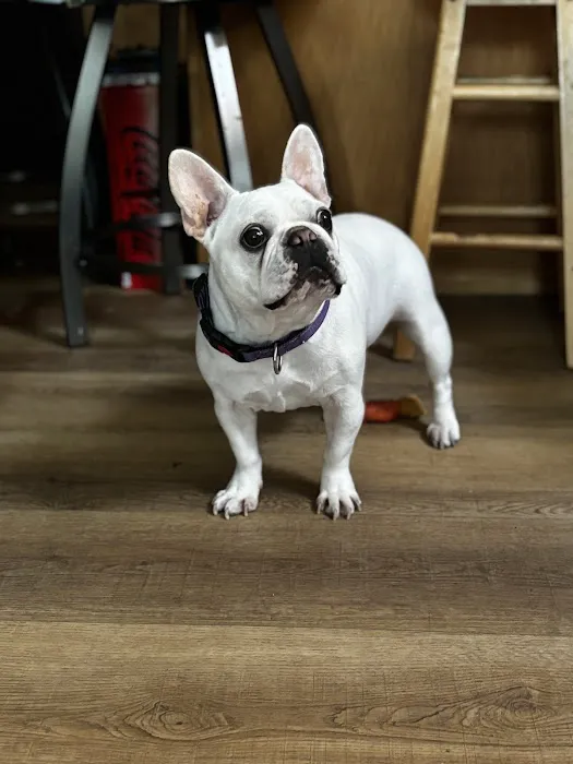 Chiropractic Dogtor Picture 9