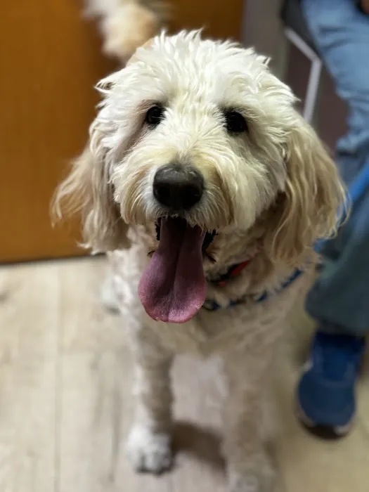 Chiropractic Dogtor Picture 4