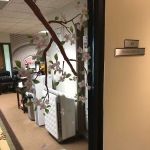 Young Clinic