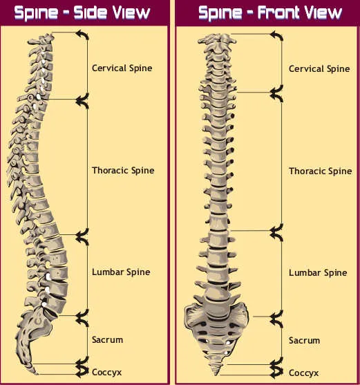 McNulty Chiropractic Picture 6