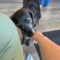 John D. Cress, DC ico