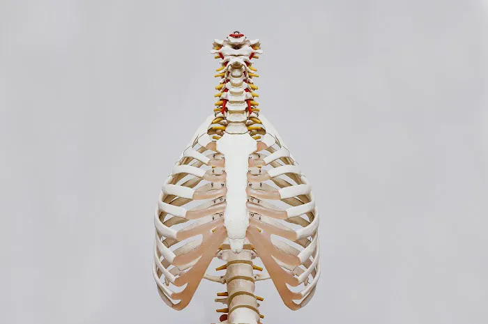 Quiropractico - Silva Chiropractic - Chiropractor Aurora IL Picture 1