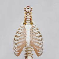 Quiropractico - Silva Chiropractic - Chiropractor Aurora IL ico