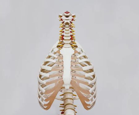 Quiropractico - Silva Chiropractic - Chiropractor Aurora IL