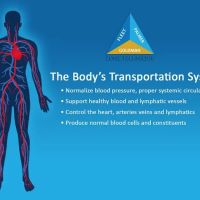 Omnialign Chiropractic & Wellness: Dr. Michael Hecker, DC ico