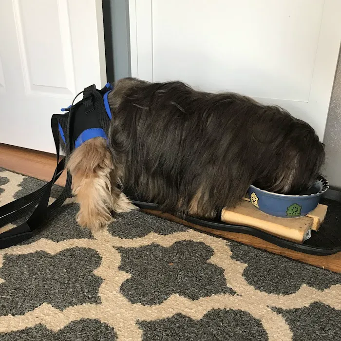 Companion Animal Chiropractic Picture 8