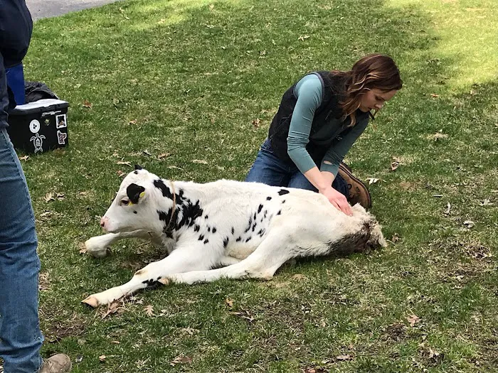 Companion Animal Chiropractic Picture 7