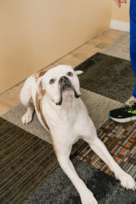 Vanguard Chiropractic Picture 2