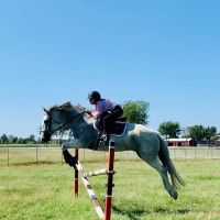 Green Country Animal Chiropractic ico