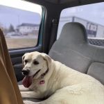 Bixby Animal Chiropractic