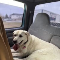 Bixby Animal Chiropractic ico