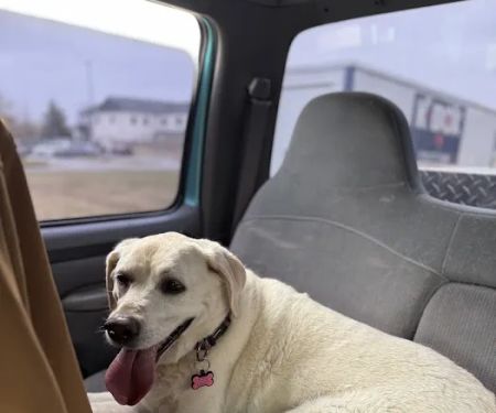 Bixby Animal Chiropractic