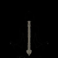 The Doc & The Yogi ico