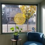 Shannon Livingston, DC