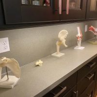 Active Living Chiropractic Beaverton ico