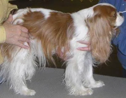 Animal Chiropractic Picture 2