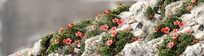 Wildflowers Chiropractic Picture 2