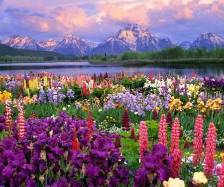 Wildflowers Chiropractic
