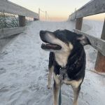 Balance Chiropractic & Wellness Co.