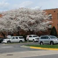 Achieve Wellness Chiropractic and Nutrition Center ico