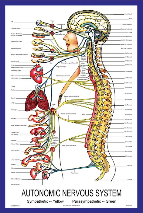 Severna Park Family Chiropractic Picture 8