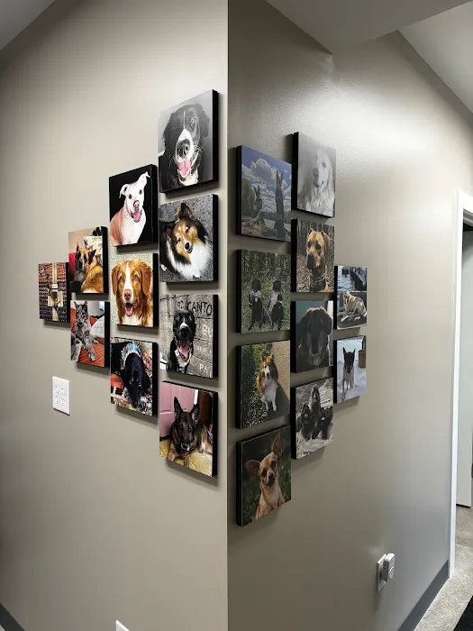 Maryland Animal Chiropractic, LLC Picture 9