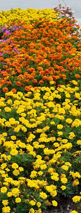 Premier Chiropractic Picture 7