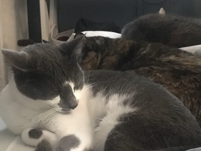 Healthbridge Chiropractic and Rehabilitation Picture 3