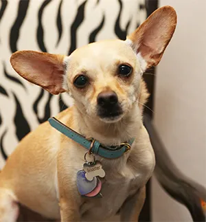 The Healing Touch Chiropractic Picture 1