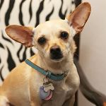 The Healing Touch Chiropractic