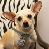 The Healing Touch Chiropractic ico