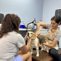 Tails and Trails Animal Chiropractic - Dr. Natasha Fallahi, DC, CAC ico