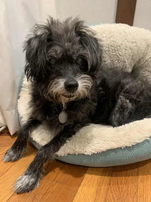 Tails and Trails Animal Chiropractic - Dr. Natasha Fallahi, DC, CAC Picture 6