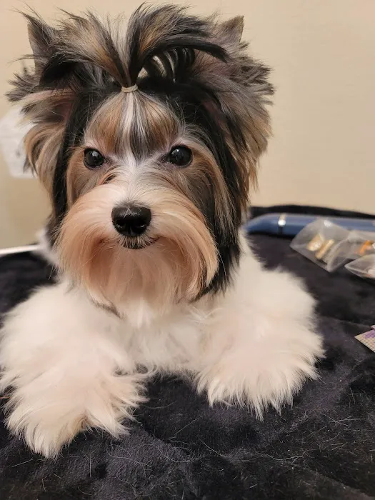 Tails and Trails Animal Chiropractic - Dr. Natasha Fallahi, DC, CAC Picture 4