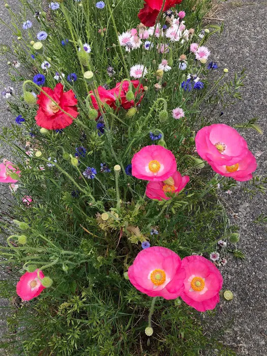 Dr. Jackie Batterman, Network Spinal Practitioner Picture 5