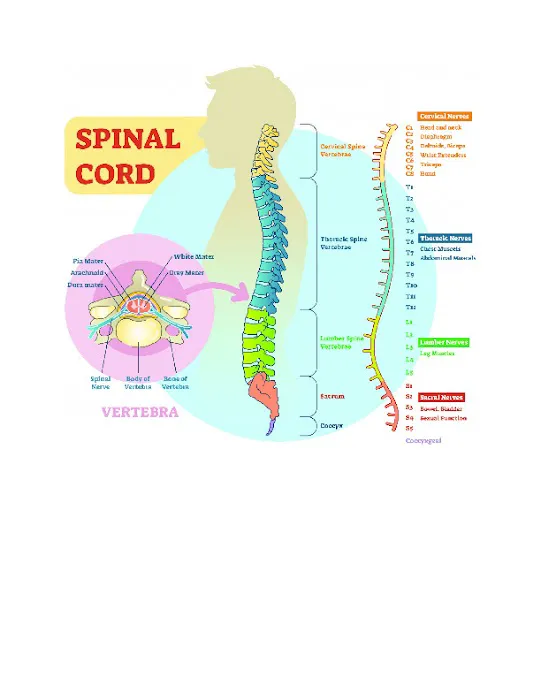 SoundCare Chiropractic Picture 8