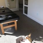 New Leaf Chiropractic & Wellness, P.S.