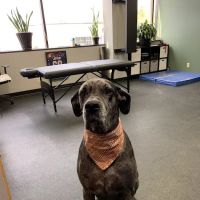 Hybrid Sports Chiropractic ico